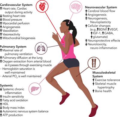 Mechanisms and benefits of cardiac rehabilitation in individuals with stroke: emerging role of its impact on improving cardiovascular and neurovascular health